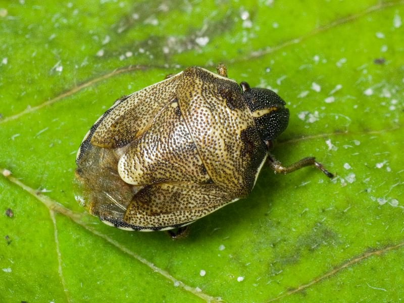Rubiconia intermedia (Wolff, 1811)